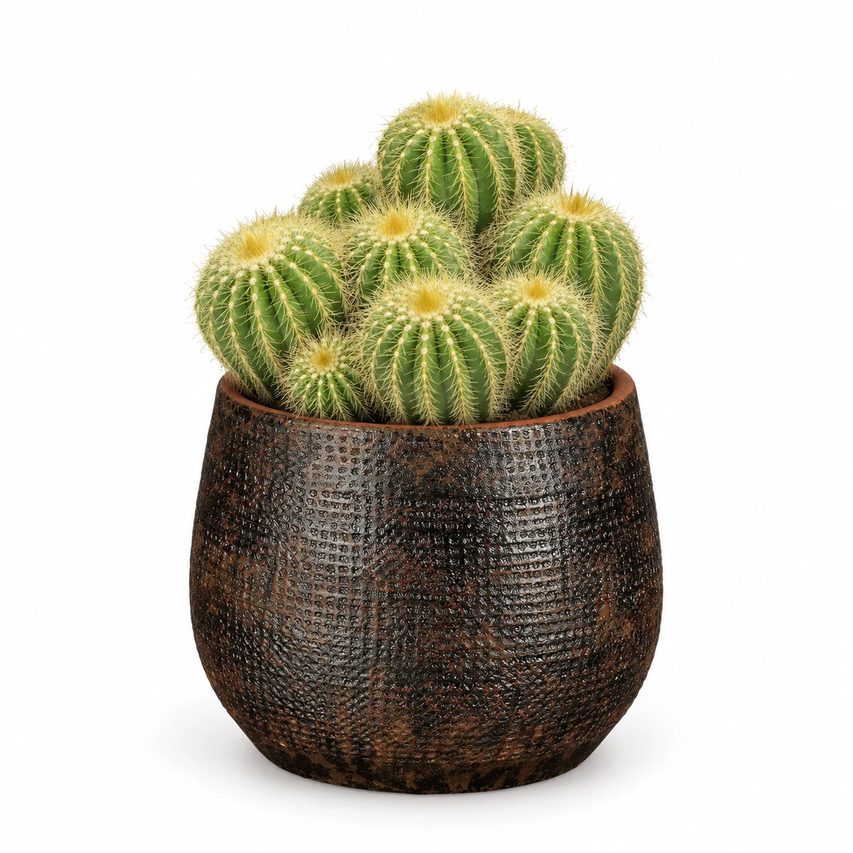 Eriocactus warasii 12cm + Enrique brown 13cm (1157584)