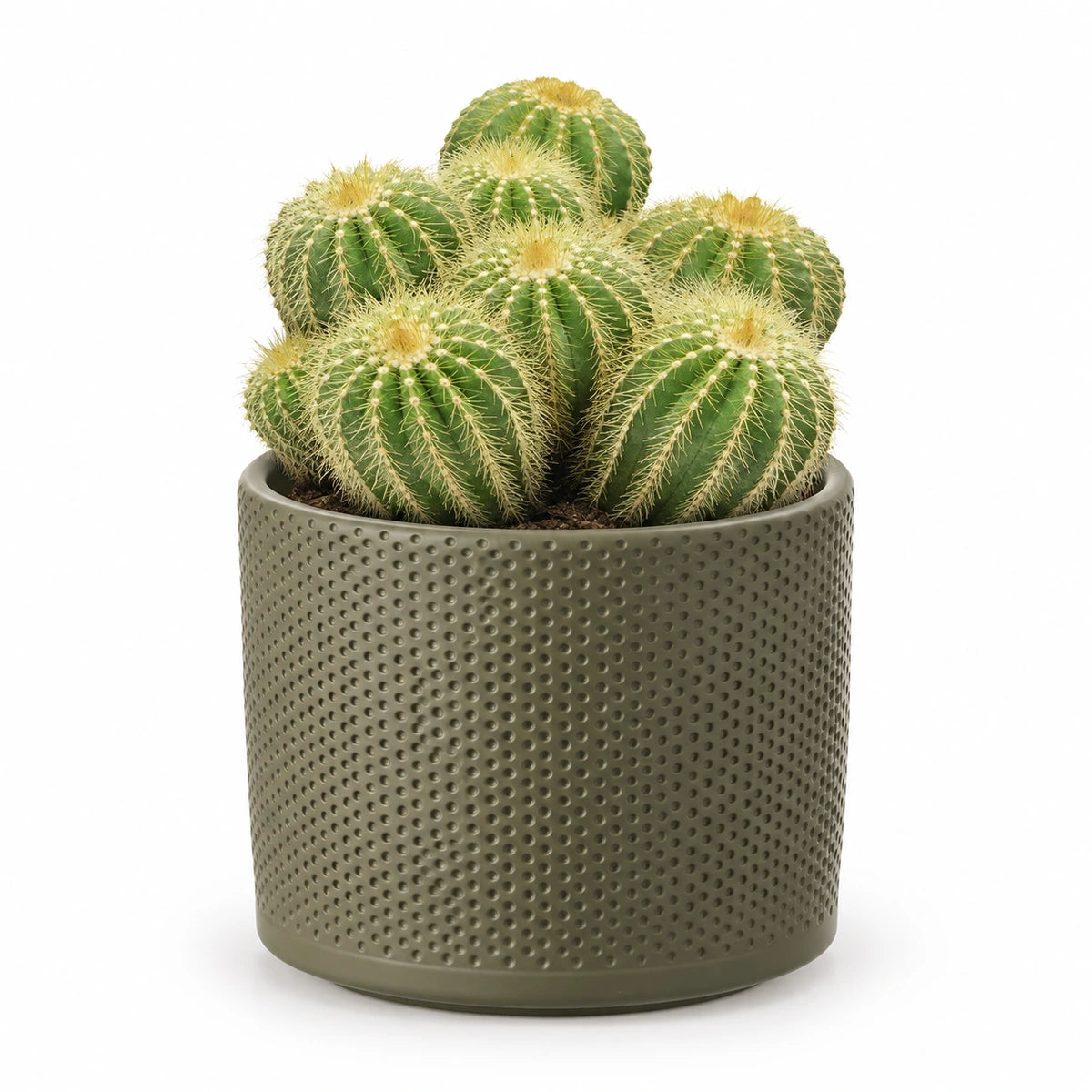 Eriocactus warasii 12cm + Era green relief 14cm (1051633)
