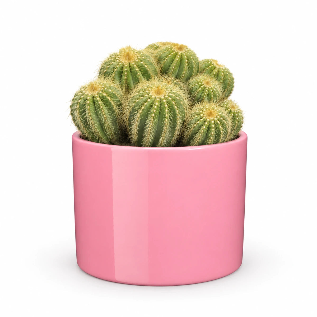 Eriocactus warasii 12cm + Era pink 12cm (1135539)