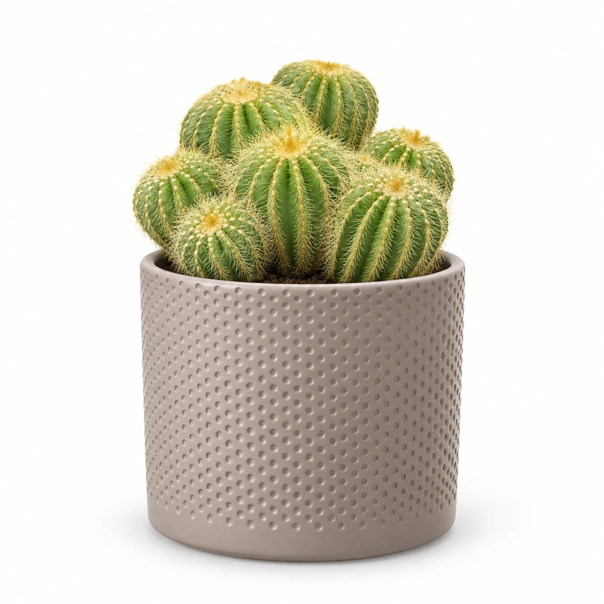 Eriocactus warasii 12cm + Era taupe relief 14cm (1051628)