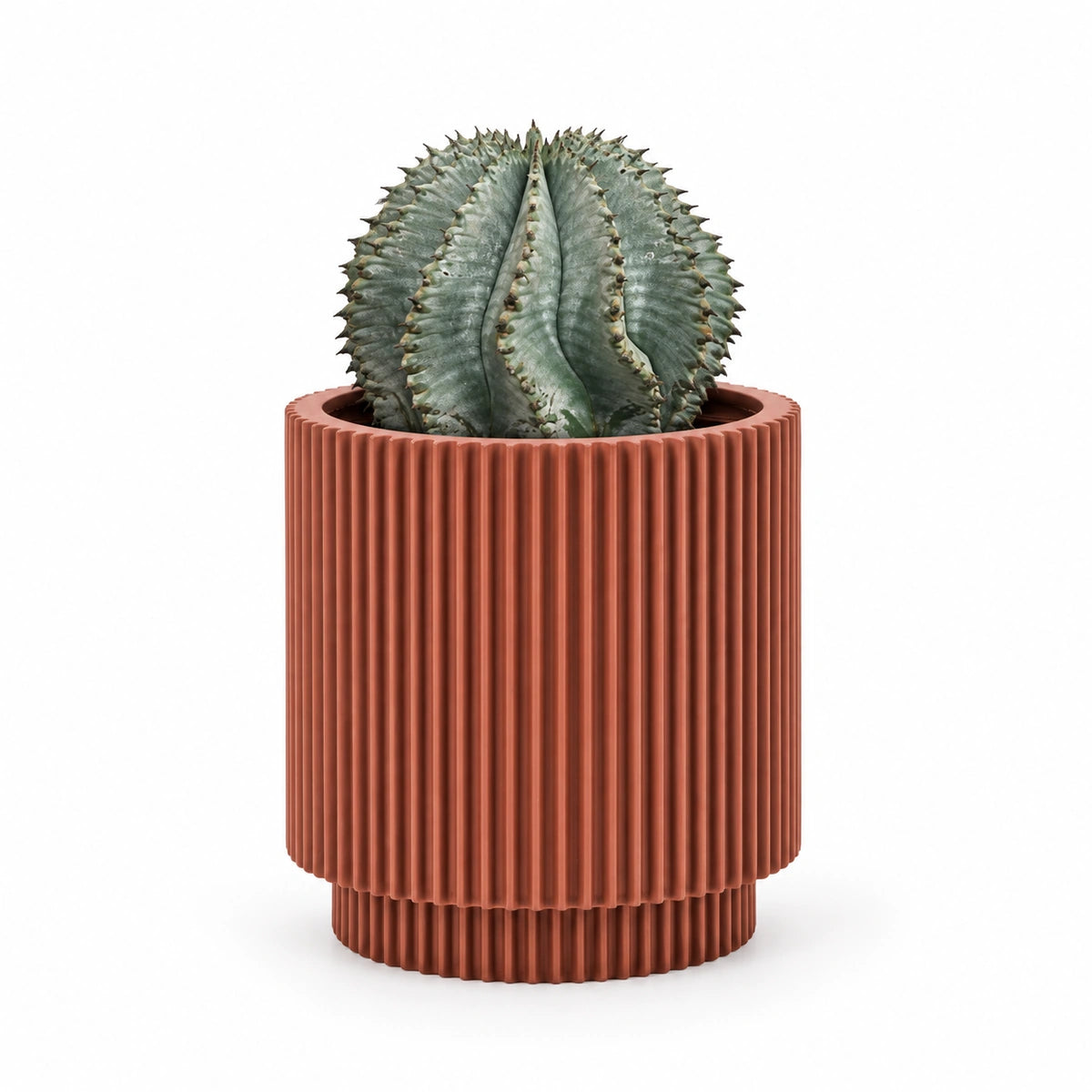 Euphorbia horrida 'alba' 13cm + Capi Vase cylinder groove merlot-red 15cm (BGVMR313)