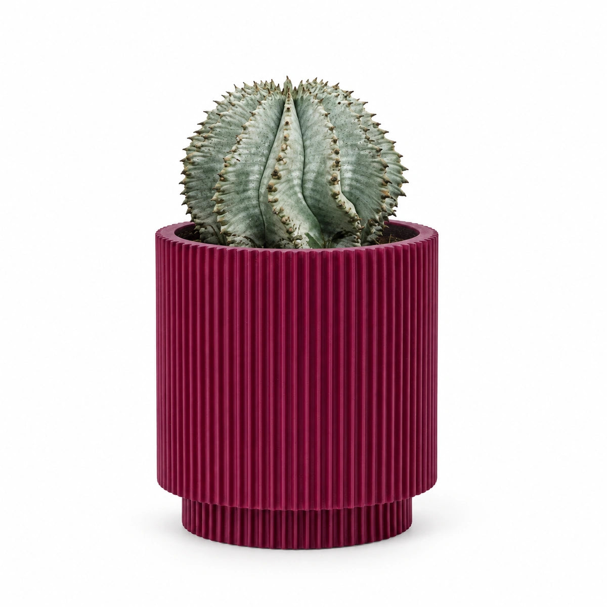Euphorbia horrida 'alba' 13cm + Capi Vase cylinder groove purple 15cm (BGVP313)