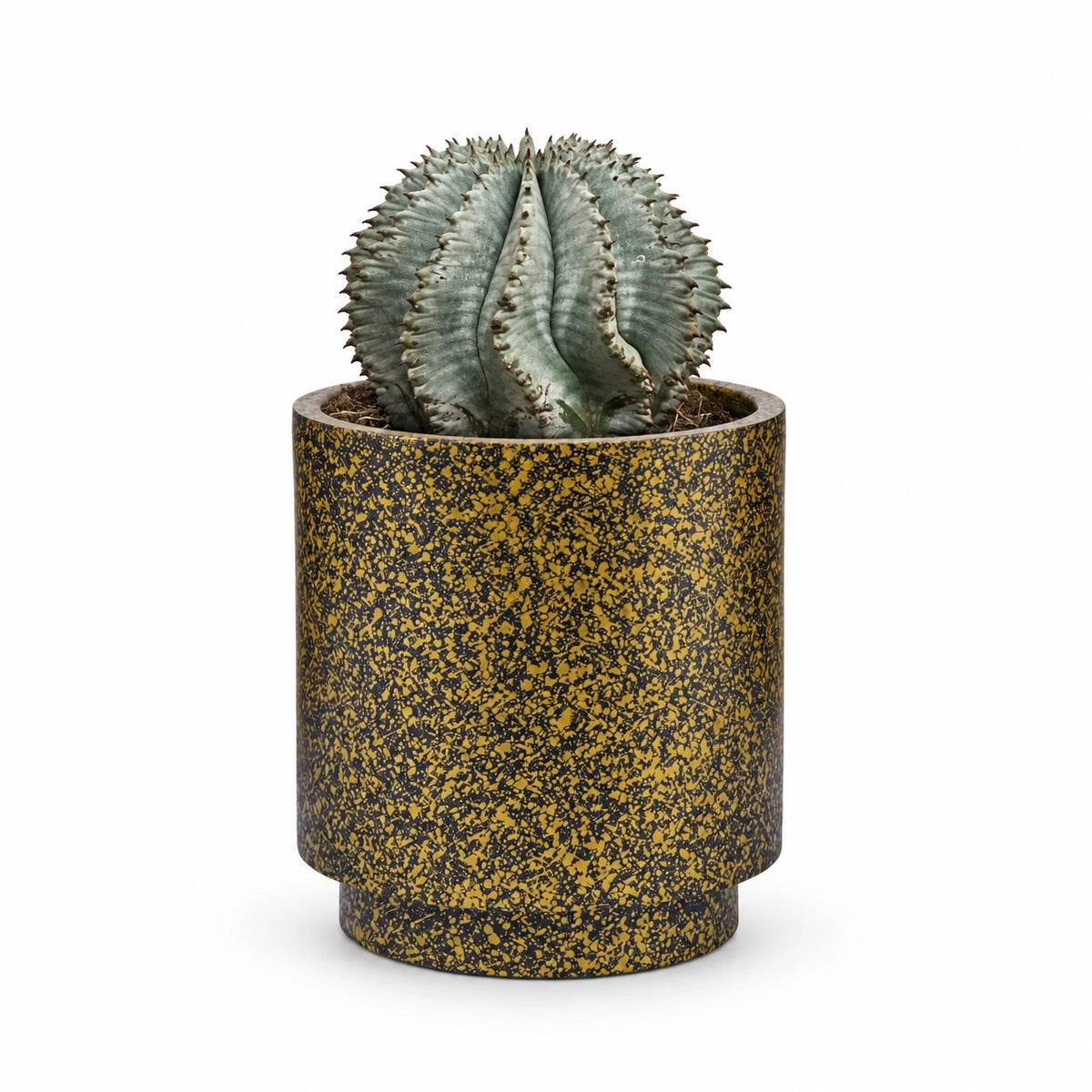 Euphorbia horrida 'alba' 13cm + Capi Vase cylinder Terrazzo gold 15cm (BTZG313)