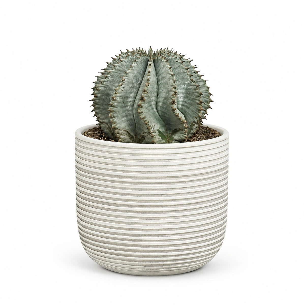 Euphorbia horrida 'alba' 13cm + Samuel white 14cm (1176174)