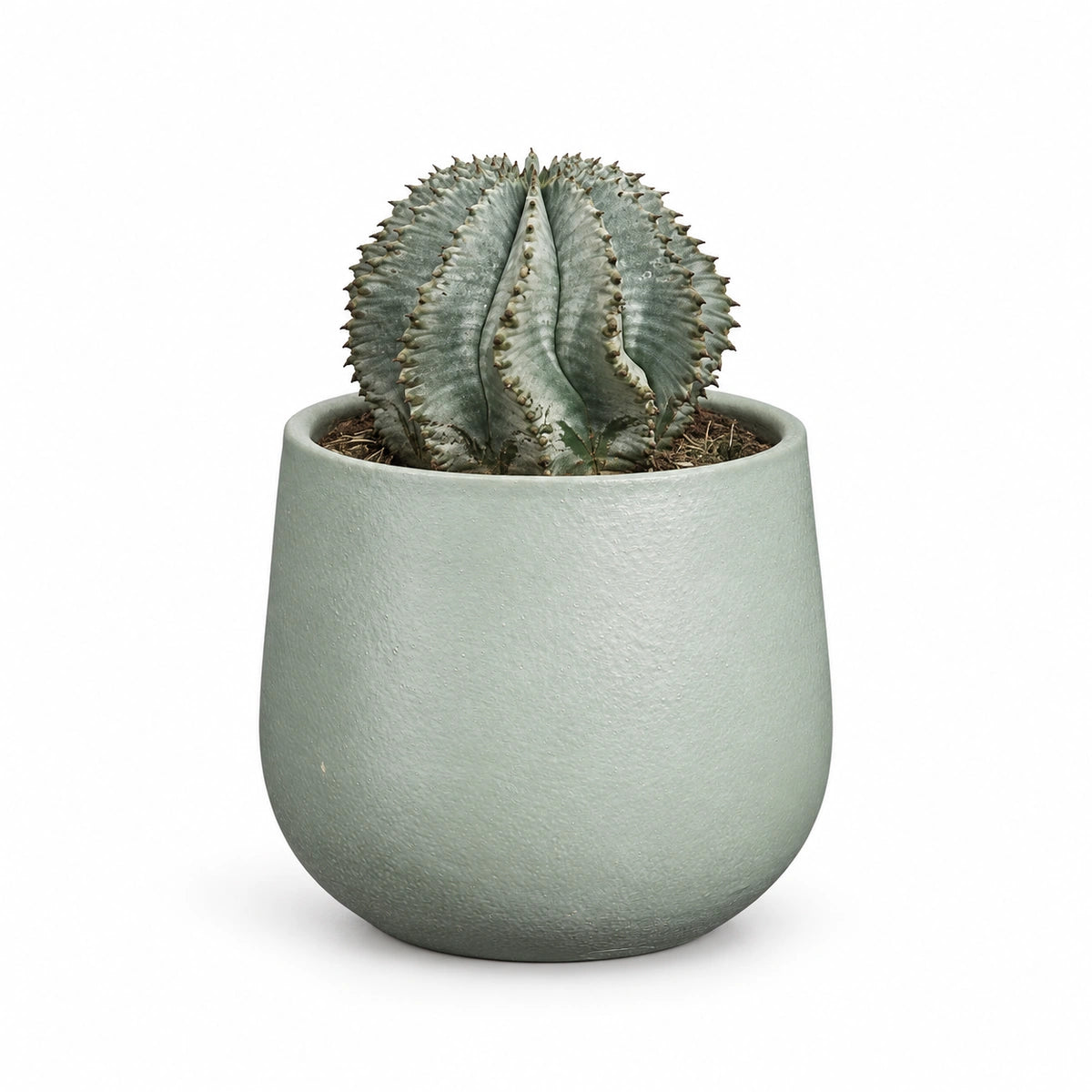 Euphorbia horrida 'alba' 13cm + Sevilla grey 13.5cm (1175802)