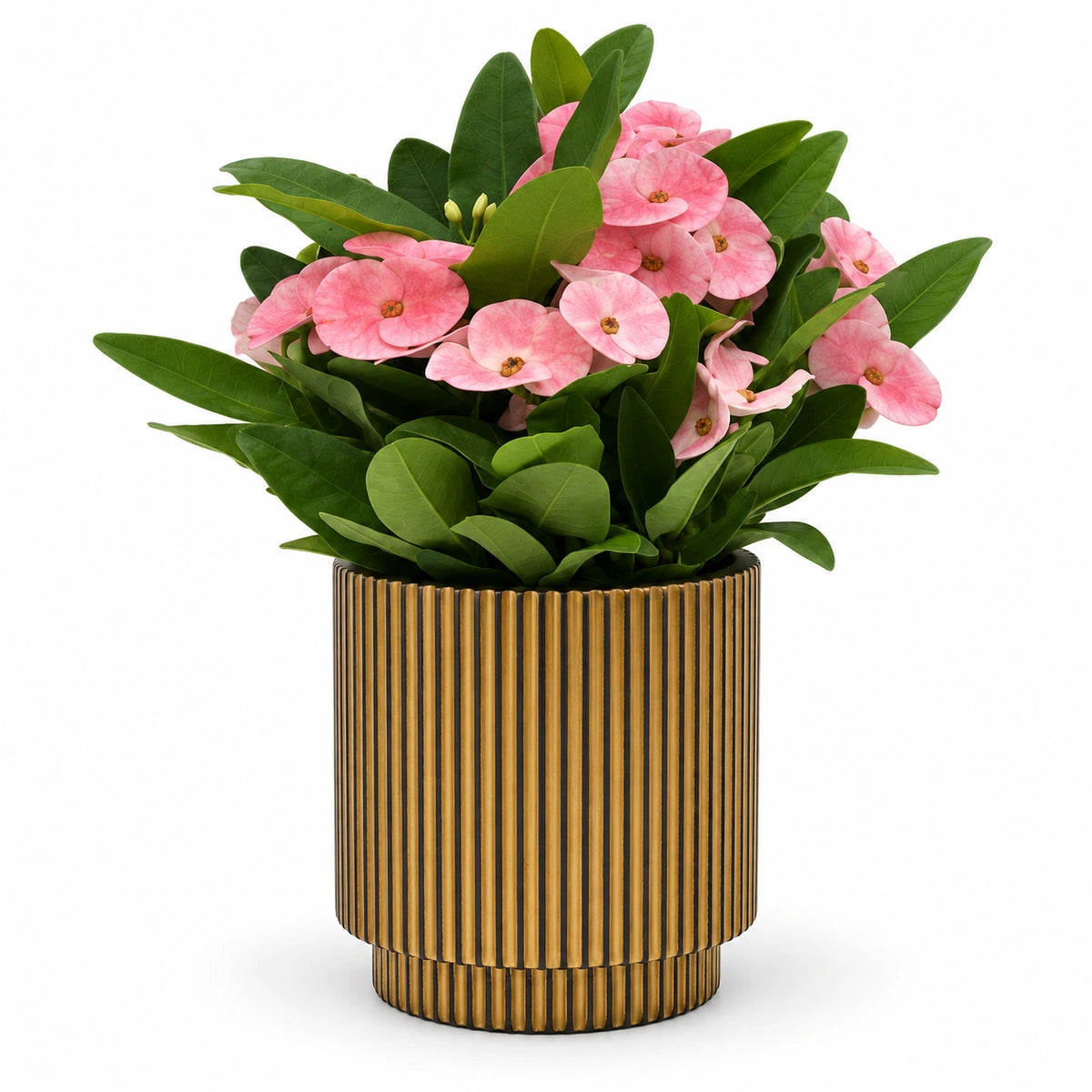 Euphorbia milii ‘Charlotte’ 10cm + Capi Vase cylinder groove black-gold 11cm (BGVGB312)