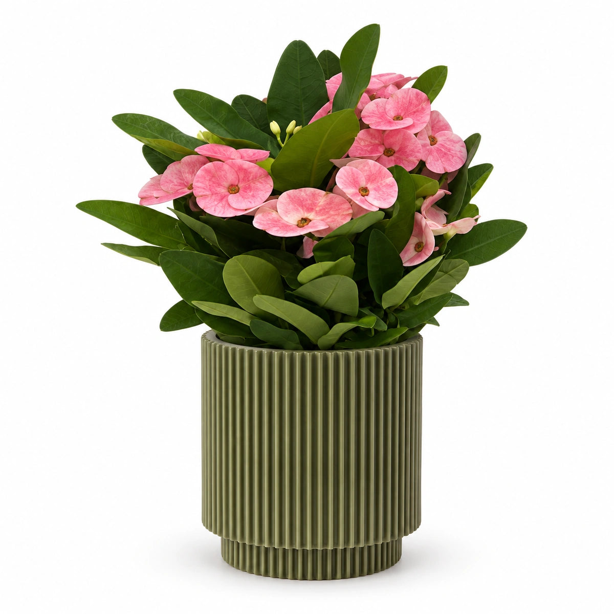 Euphorbia milii ‘Charlotte’ 10cm + Capi Vase cylinder groove green 11cm (BGVGN312)