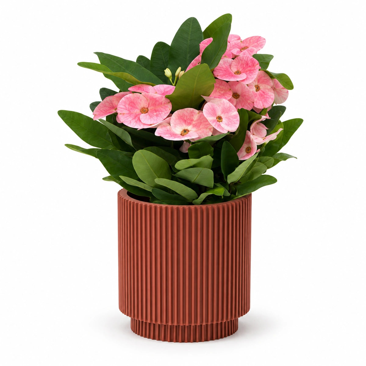 Euphorbia milii ‘Charlotte’ 10cm + Capi Vase cylinder groove merlot-red 11cm (BGVMR312)