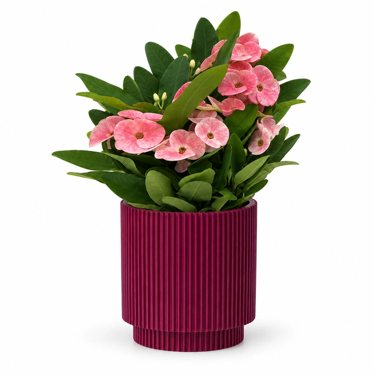 Euphorbia milii ‘Charlotte’ 10cm + Capi Vase cylinder groove purple 11cm (BGVP312)