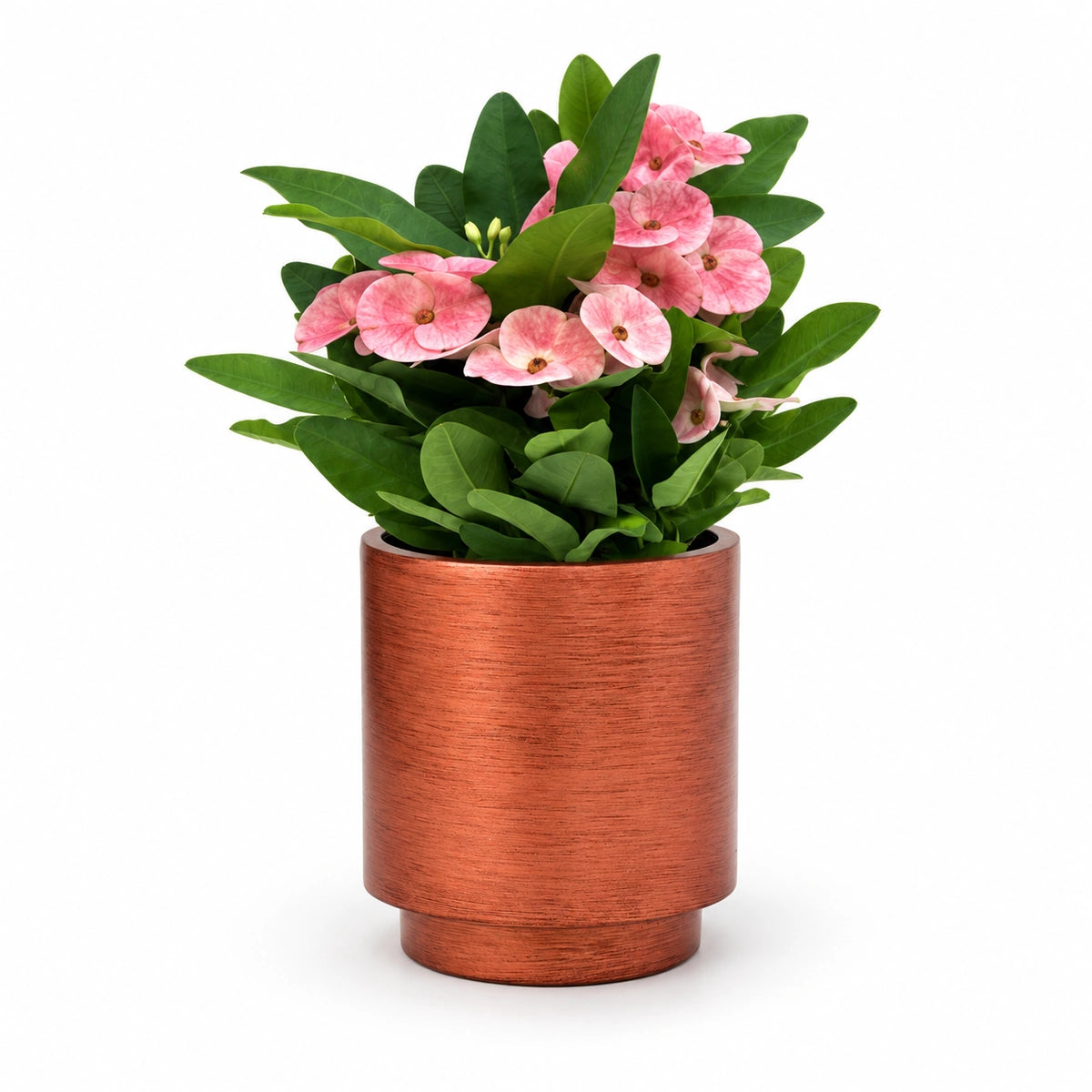 Euphorbia milii ‘Charlotte’ 10cm + Capi Vase cylinder Retro copper 11cm (BRTC312)