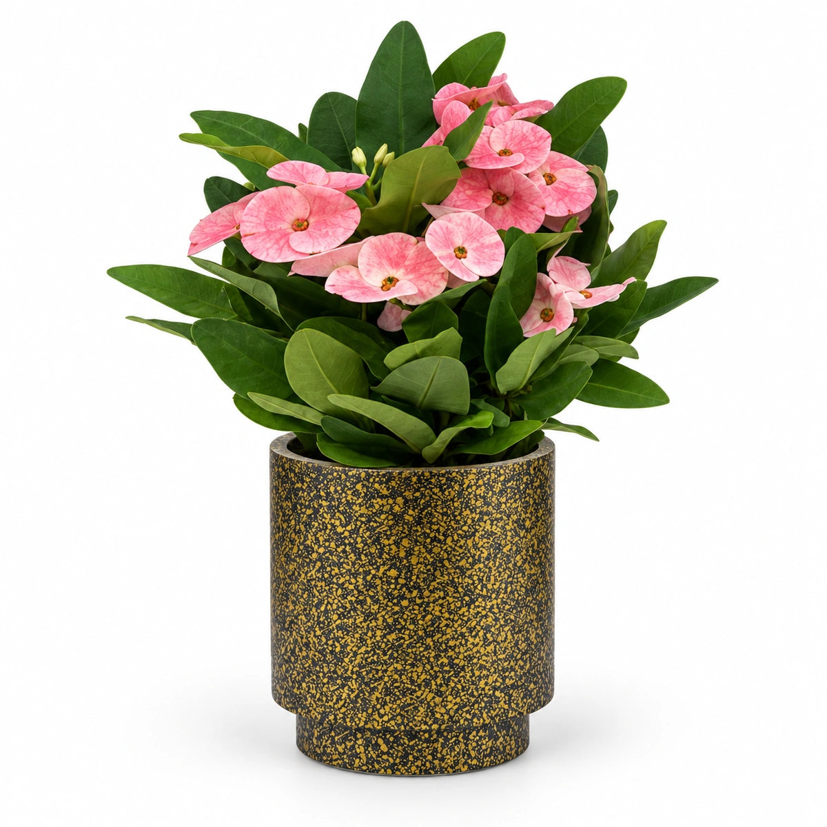 Euphorbia milii ‘Charlotte’ 10cm + Capi Vase cylinder Terrazzo gold 11cm (BTZG312)