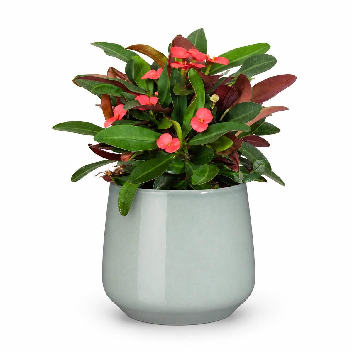 Euphorbia milii 'Olympia' 13cm + Amber light grey 13cm (1167583)