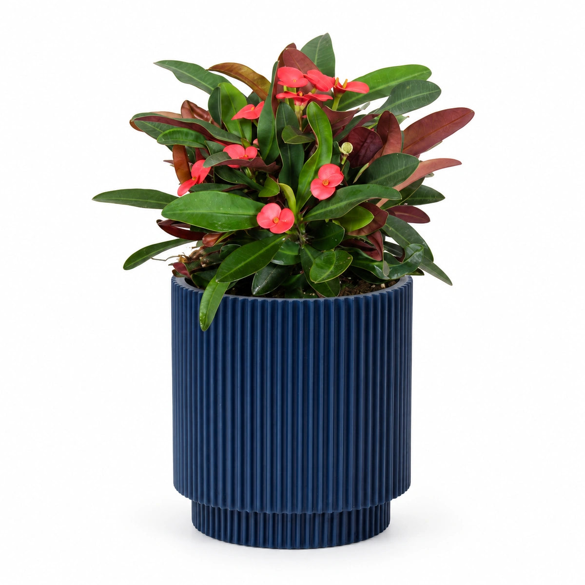 Euphorbia milii 'Olympia' 13cm + Capi Vase cylinder groove dark blue 15cm (BGVDB313)