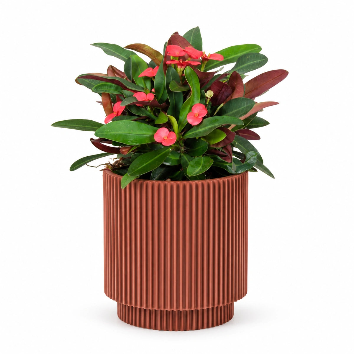 Euphorbia milii 'Olympia' 13cm + Capi Vase cylinder groove merlot-red 15cm (BGVMR313)