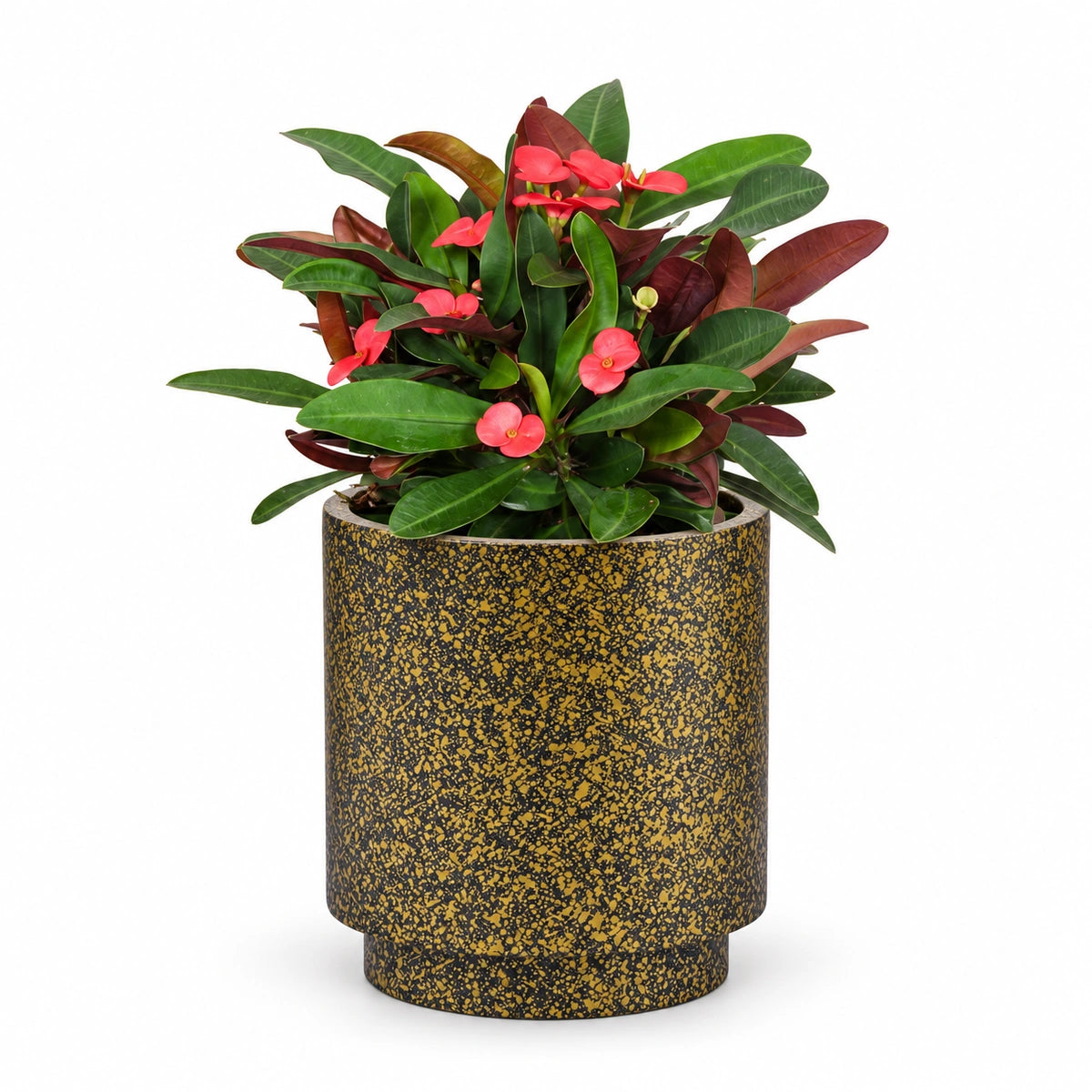 Euphorbia milii 'Olympia' 13cm + Capi Vase cylinder Terrazzo gold 15cm (BTZG313)