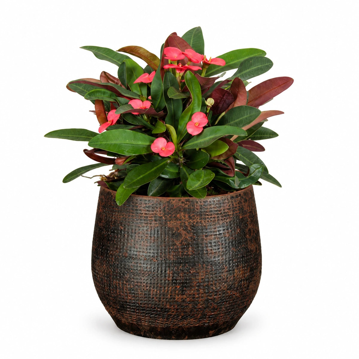 Euphorbia milii 'Olympia' 13cm + Enrique brown 14cm (1157585)