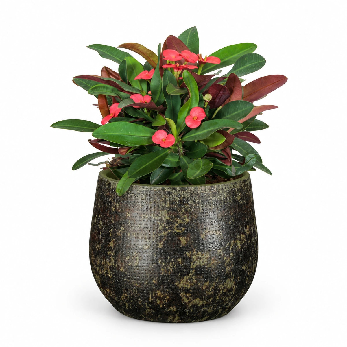 Euphorbia milii 'Olympia' 13cm + Enrique green 14cm (1157594)