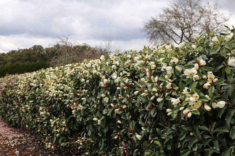 
                  
                    Magnolia 'Fairy Cream'®
                  
                