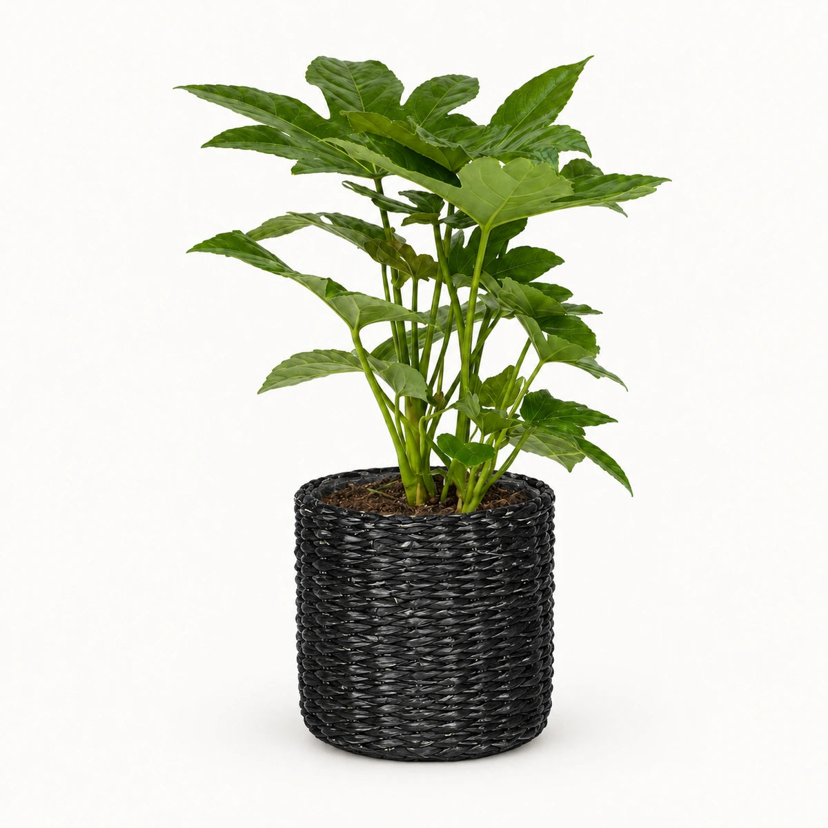 Fatsia japonica 12cm + Alexis black 13cm (1102736) — σχέδιο 3