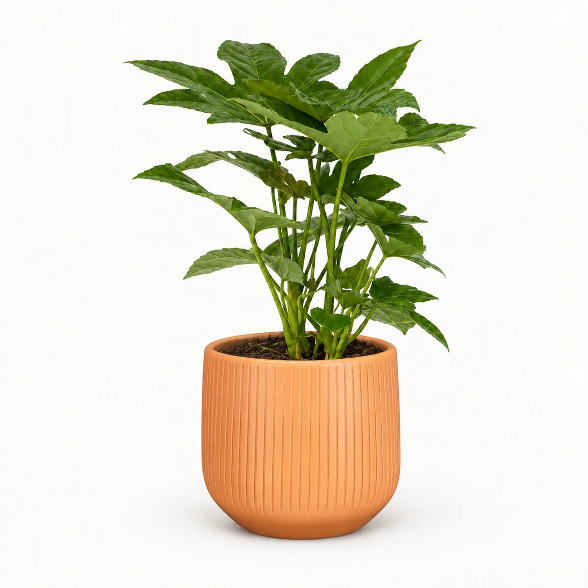 Fatsia japonica 12cm + Amber orange vertical 13cm (1133678)