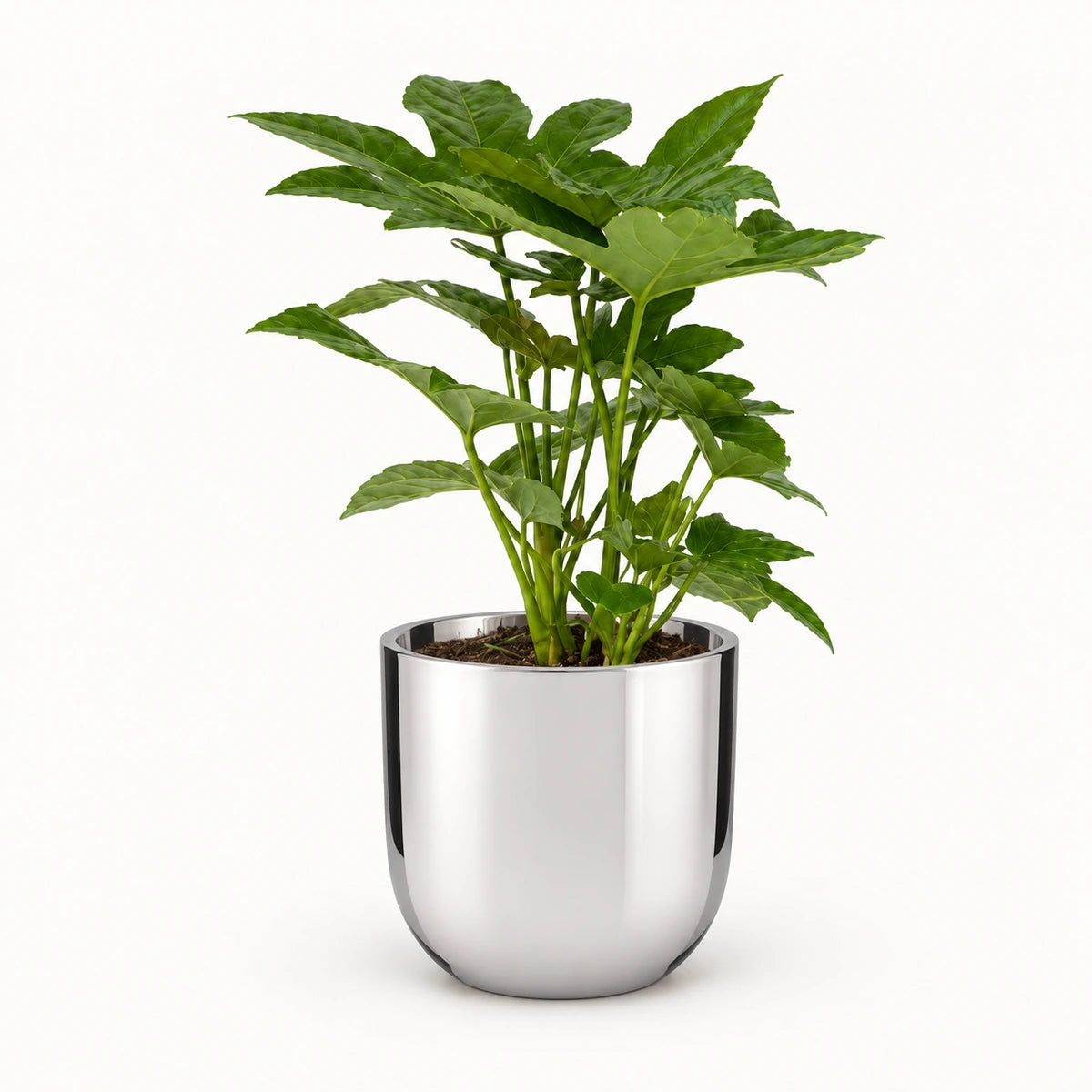 Fatsia japonica 12cm + Chaz silver 13.5cm (116701)