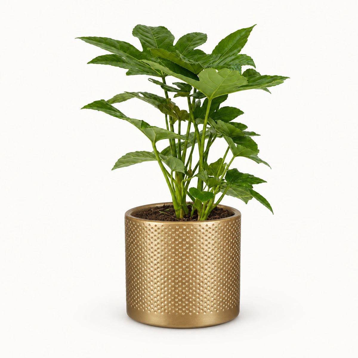 Fatsia japonica 12cm + Era gold relief 14cm (1059868)