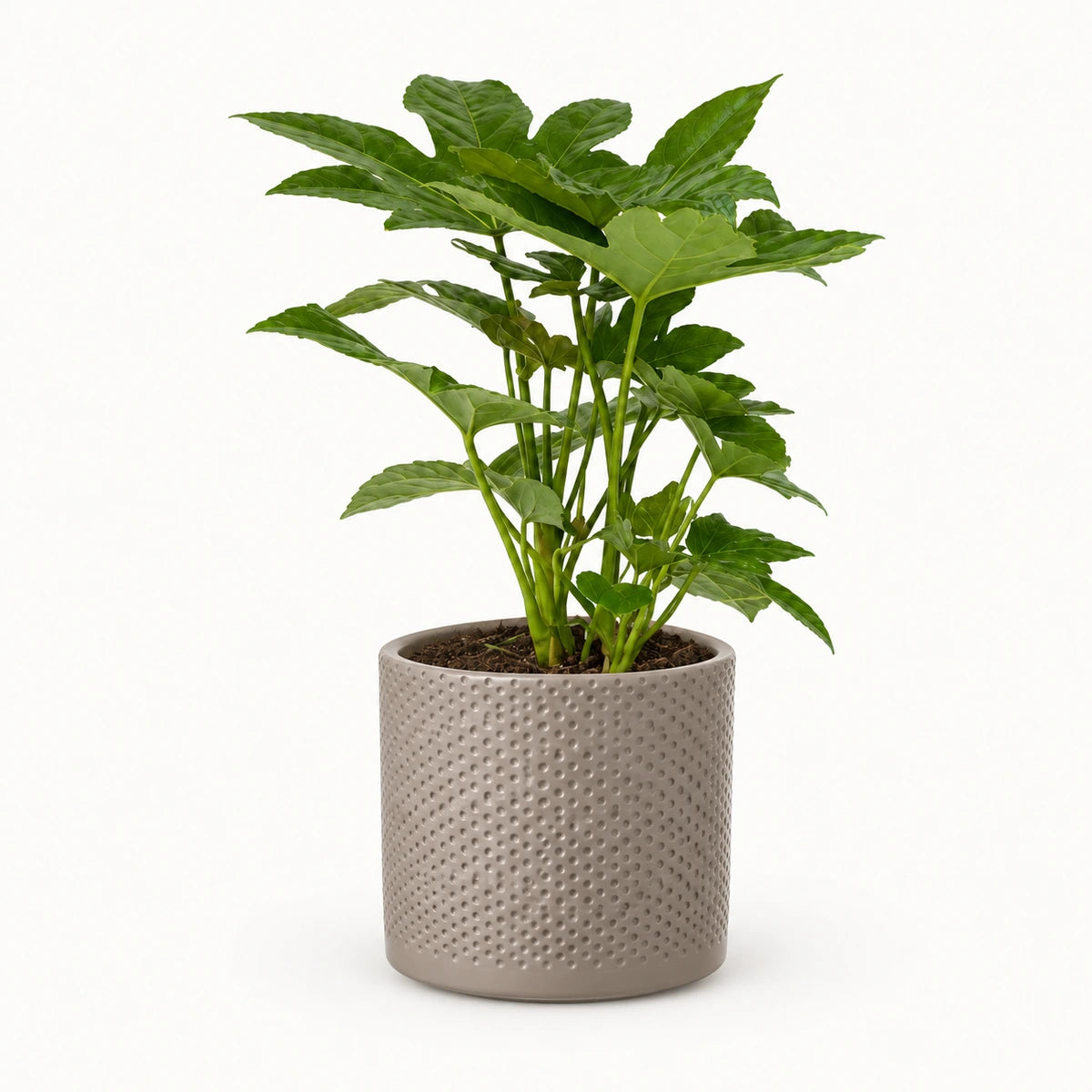 Fatsia japonica 12cm + Era taupe relief 14cm (1051628)
