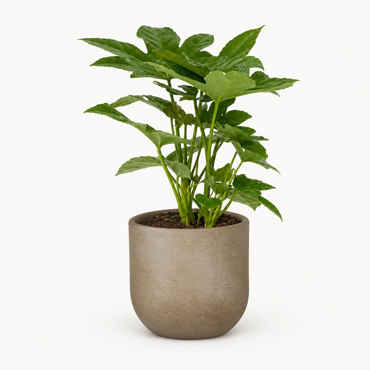 Fatsia japonica 12cm + Nora taupe 14cm (1074613)