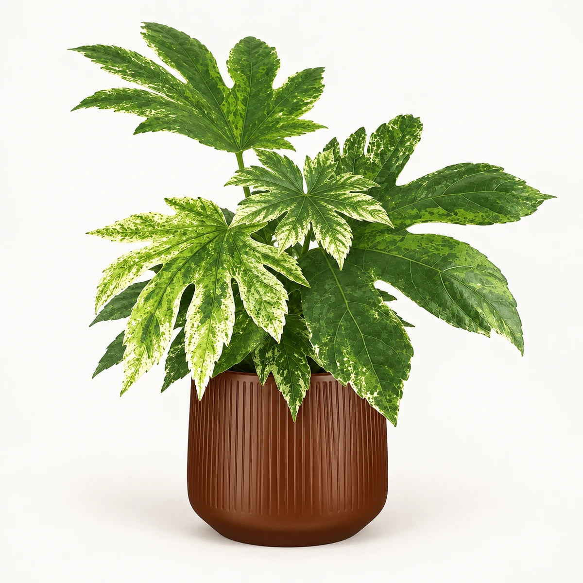 Fatsia 'Variegata' 14cm + Amber d. brown vertical 15cm (1133757)
