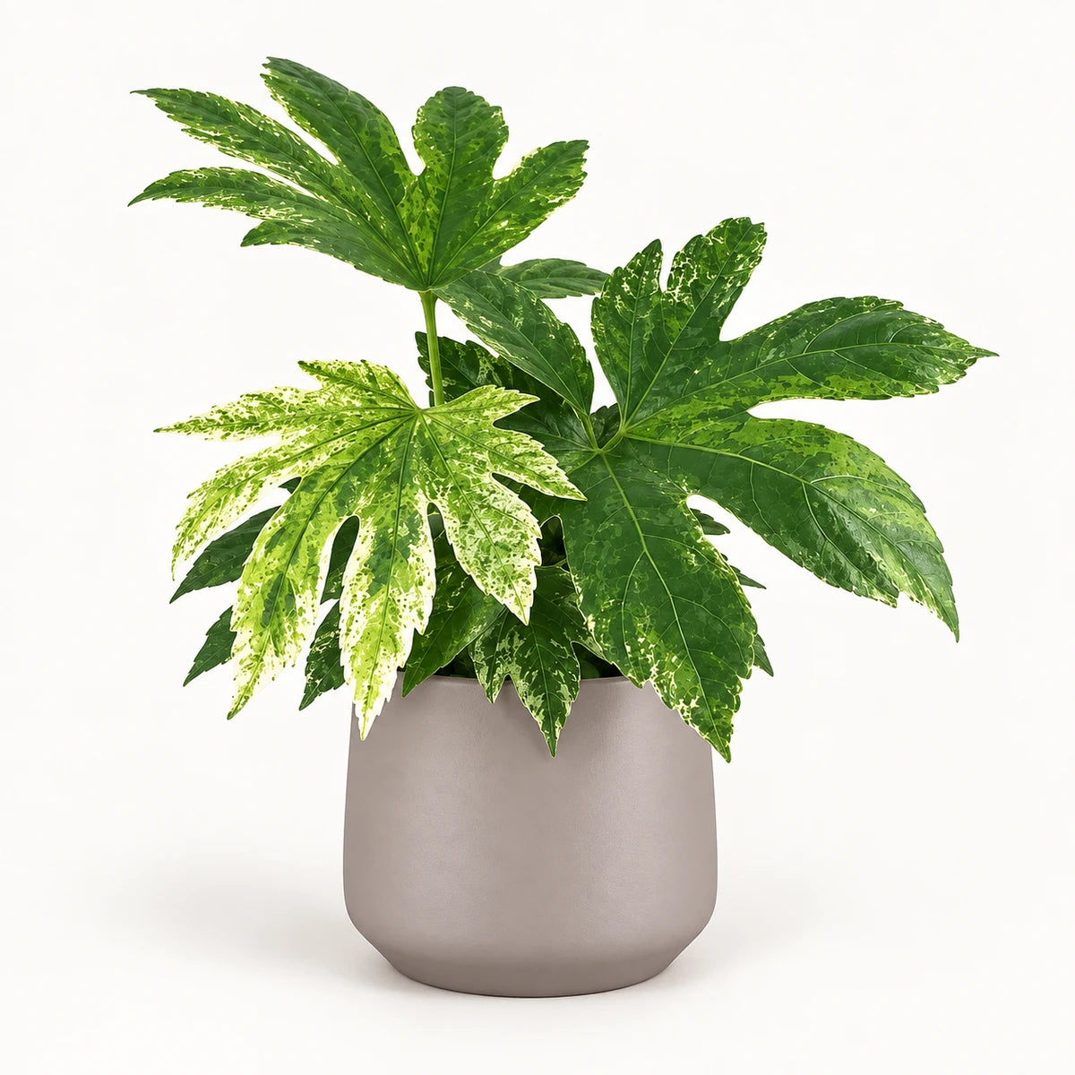 Fatsia 'Variegata' 14cm + Amber taupe matt 15cm (1087666)