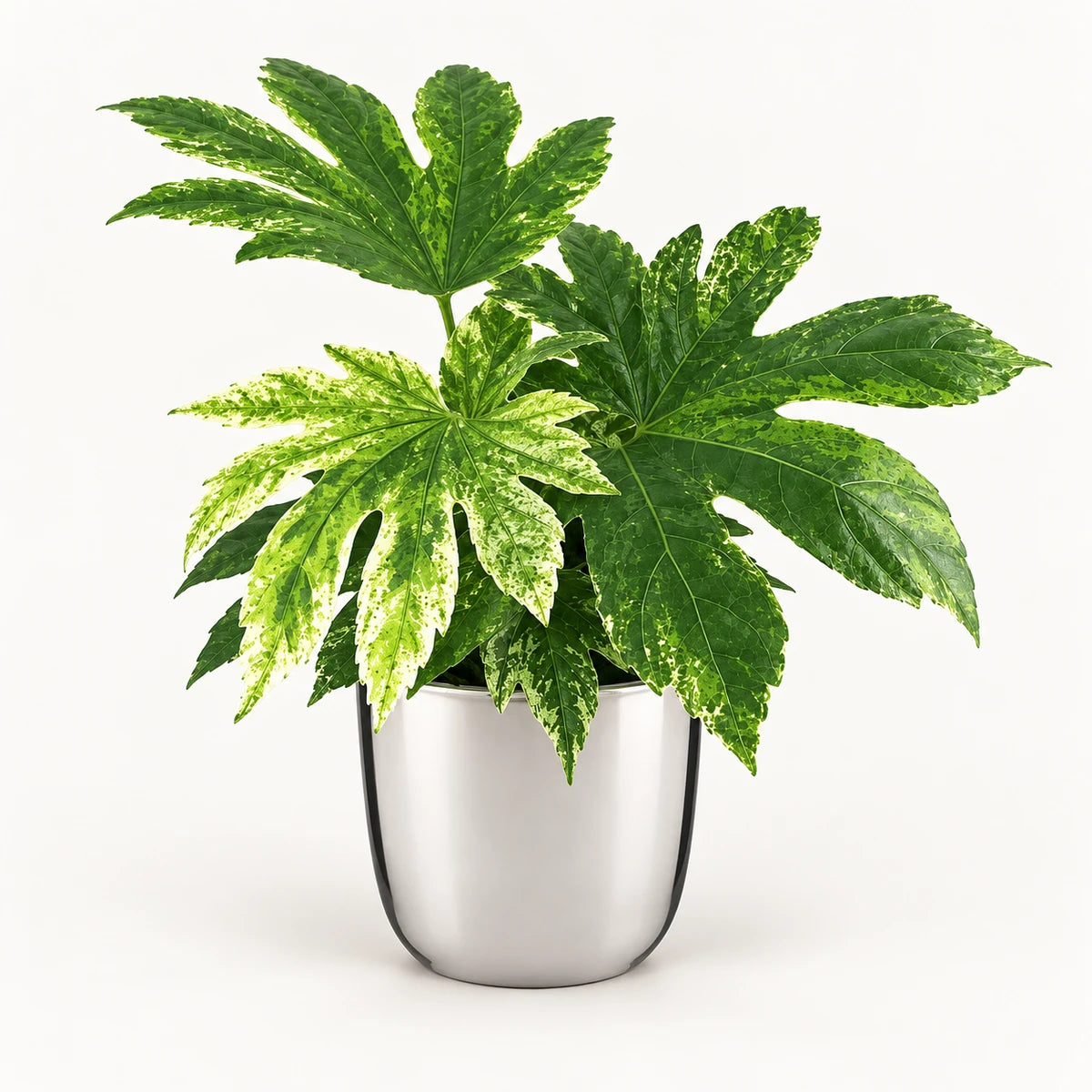 Fatsia 'Variegata' 14cm + Chaz silver 15.5cm (116702)