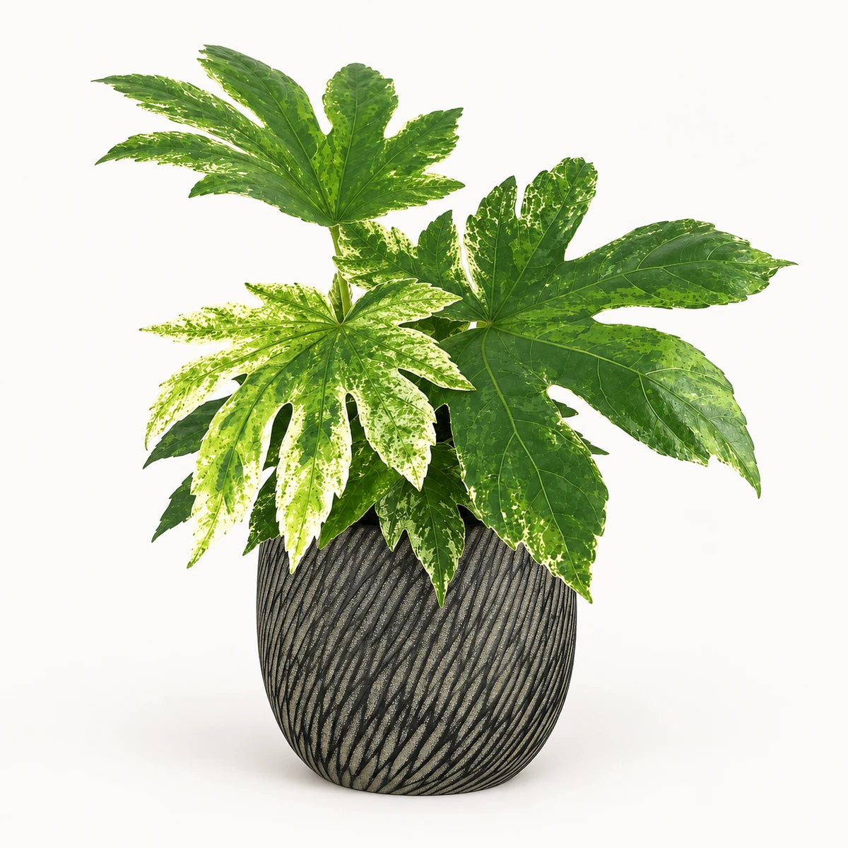 Fatsia 'Variegata' 14cm + Elio anthracite 14.5cm (1163963)