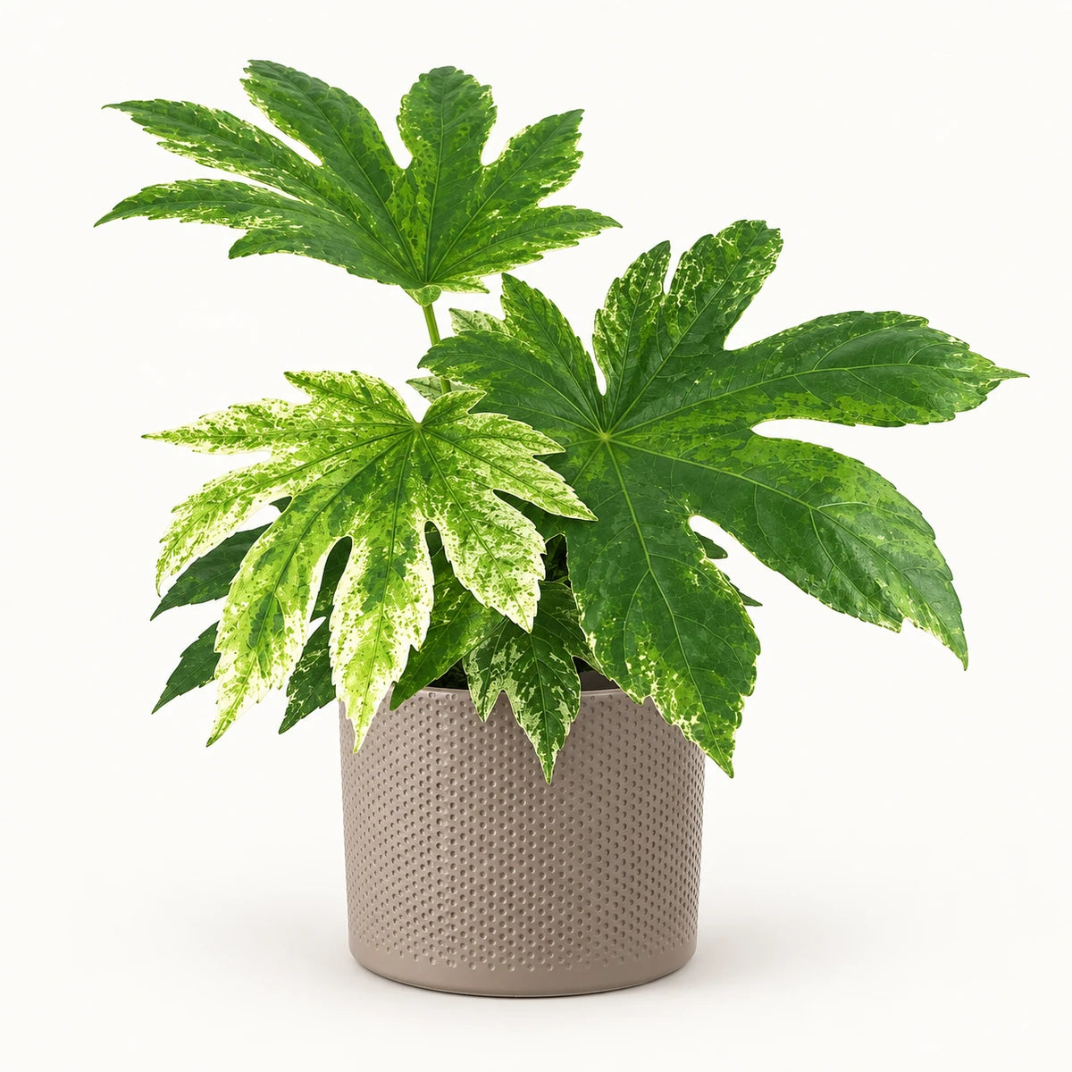 Fatsia 'Variegata' 14cm + Era taupe relief 15.5cm (1051629)