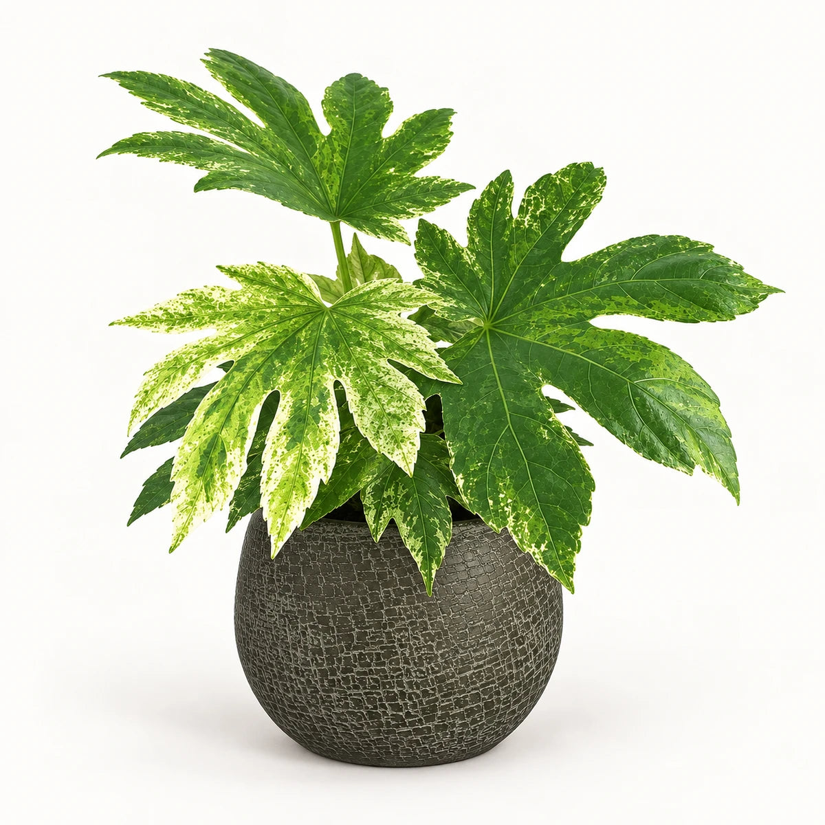 Fatsia 'Variegata' 14cm + Raquel green 19cm