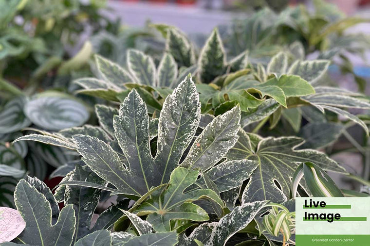 Fatsia 'Variegata' 12cm