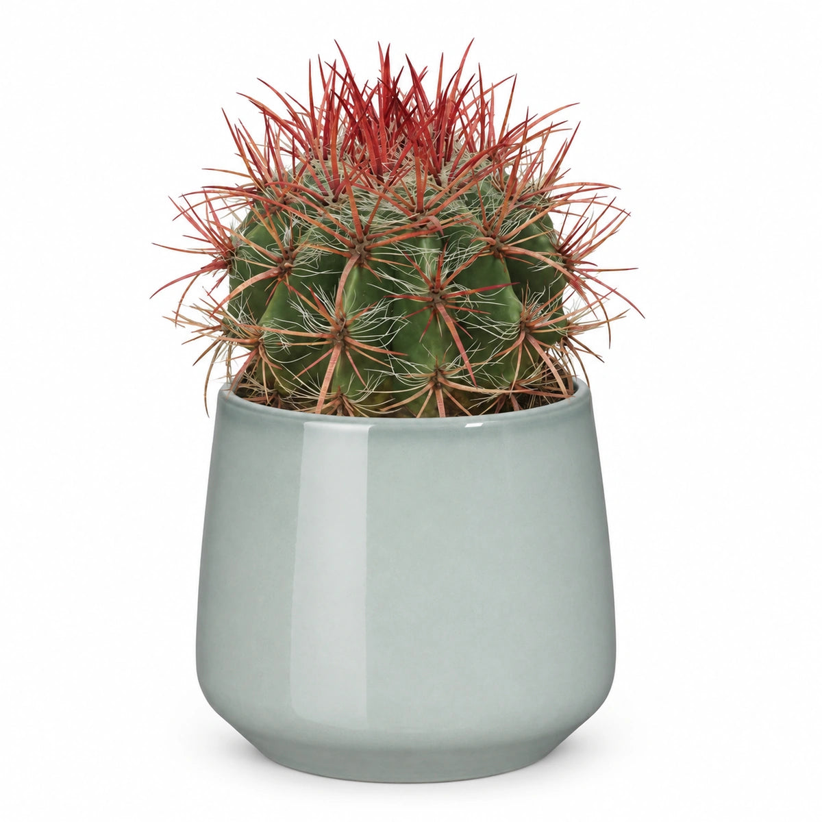 Ferocactus stainesii 13cm + Amber light grey 13cm (1167583)