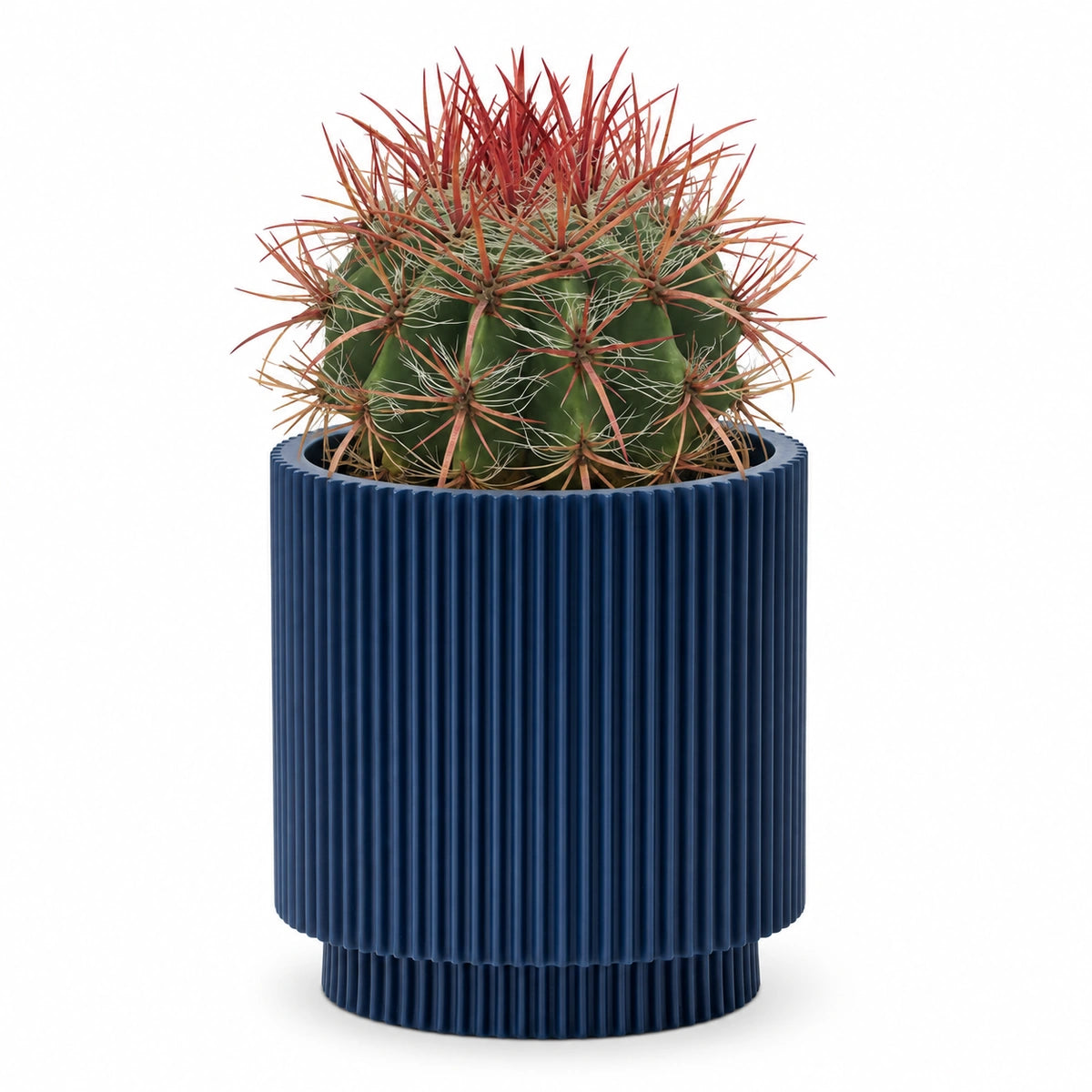 Ferocactus stainesii 13cm + Capi Vase cylinder groove dark blue 15cm (BGVDB313)