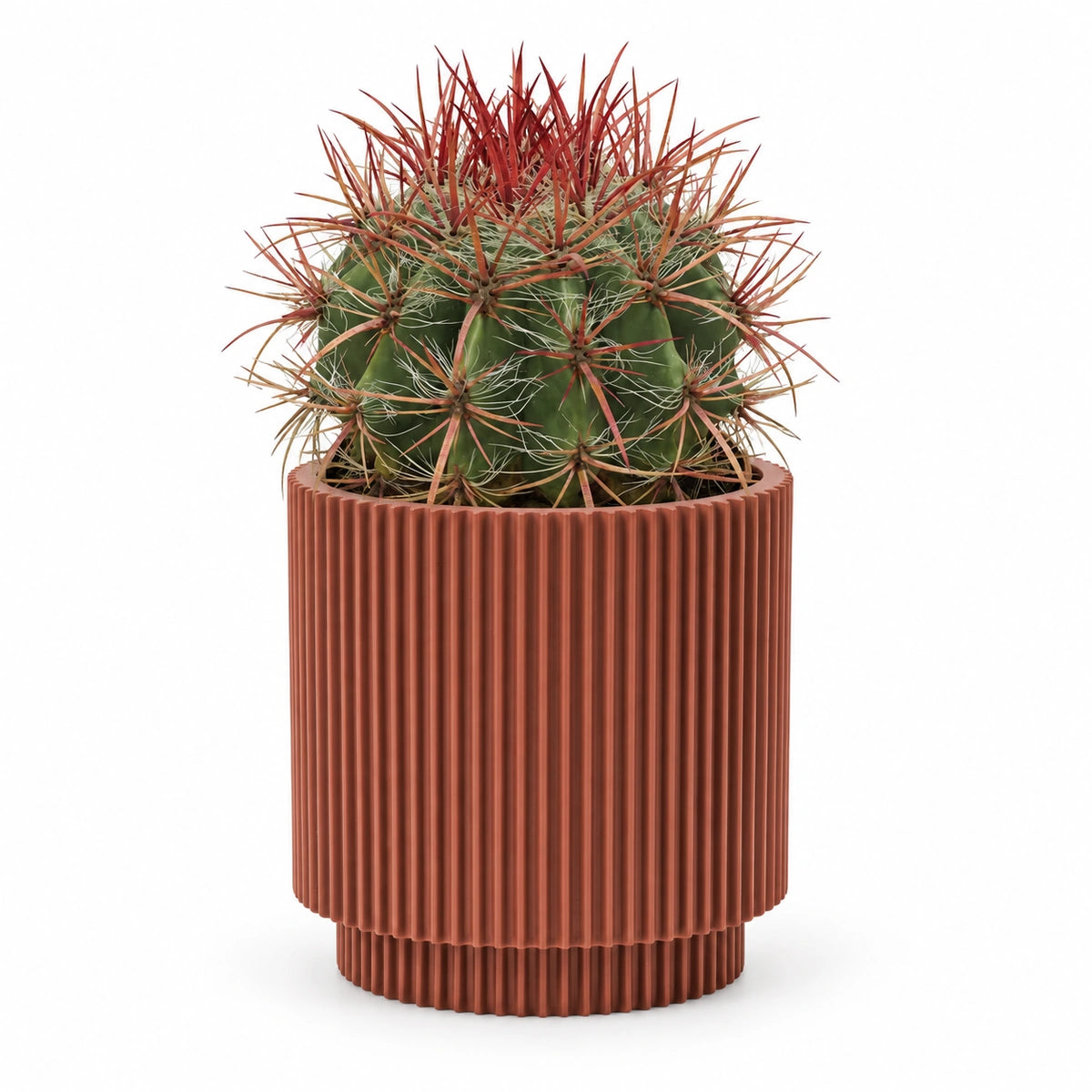 Ferocactus stainesii 13cm + Capi Vase cylinder groove merlot-red 15cm (BGVMR313)