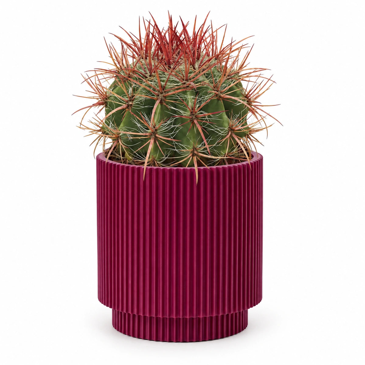 Ferocactus stainesii 13cm + Capi Vase cylinder groove purple 15cm (BGVP313)