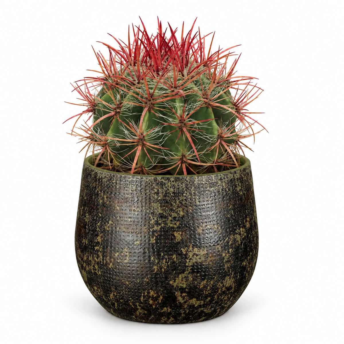 Ferocactus stainesii 13cm + Enrique green 14cm (1157594)