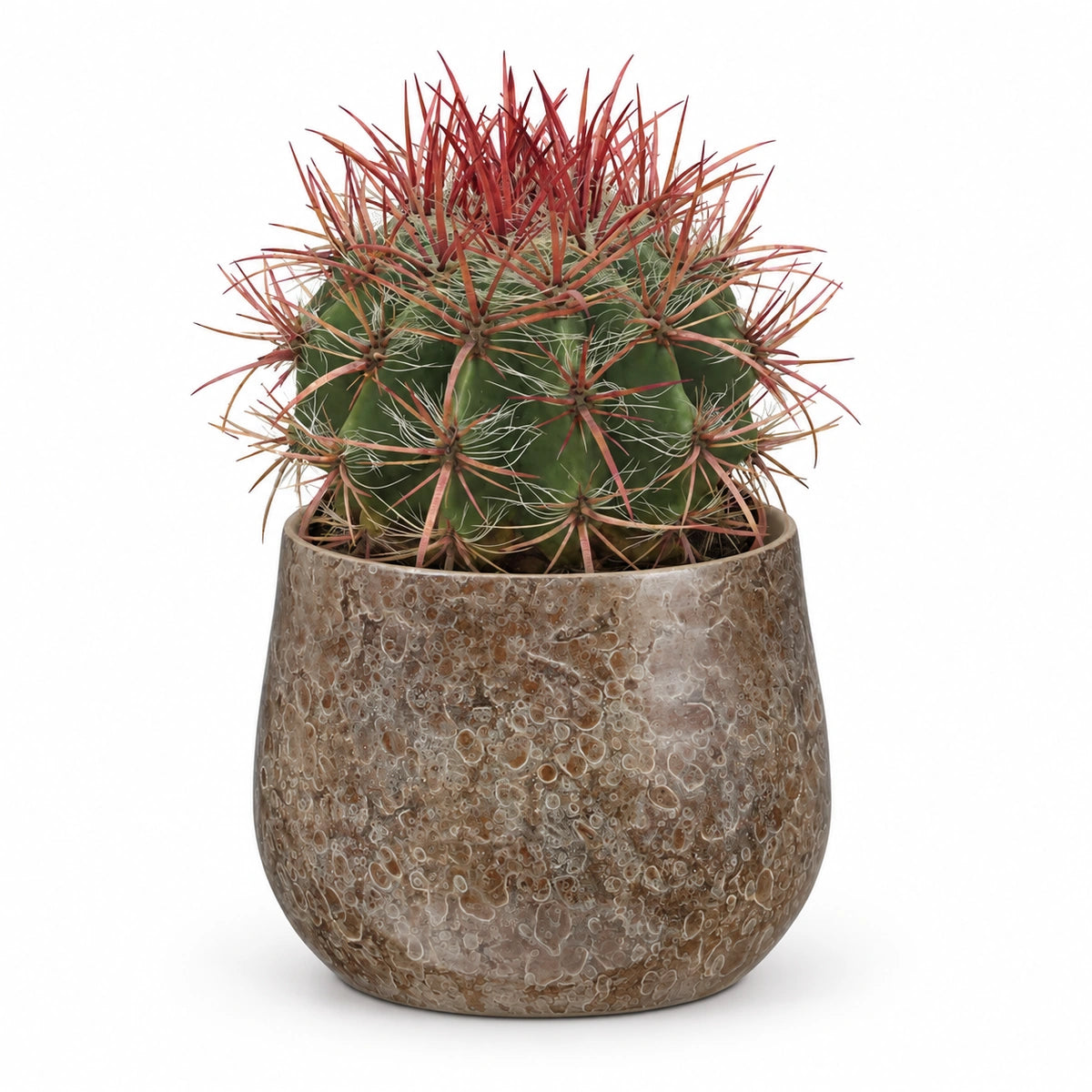 Ferocactus stainesii 13cm + Oliver brown 16cm (1074549)