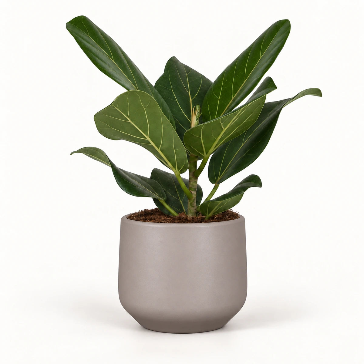 Ficus 'Audrey' 12cm + Amber taupe matt 13cm (1097322)