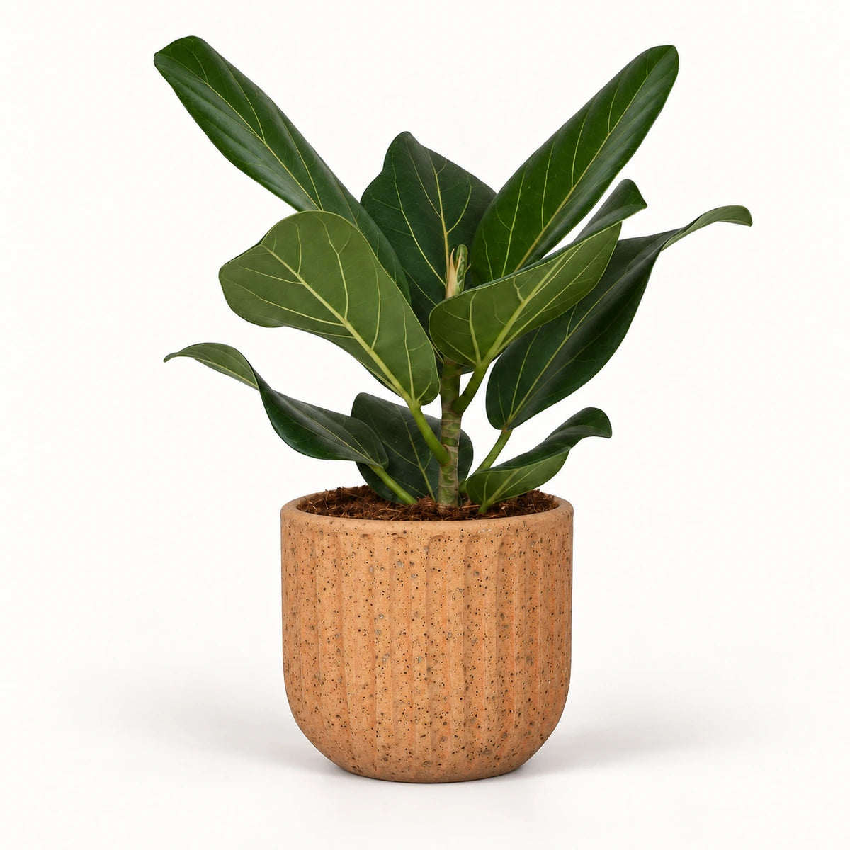 Ficus 'Audrey' 12cm + Dante l. brown 14cm