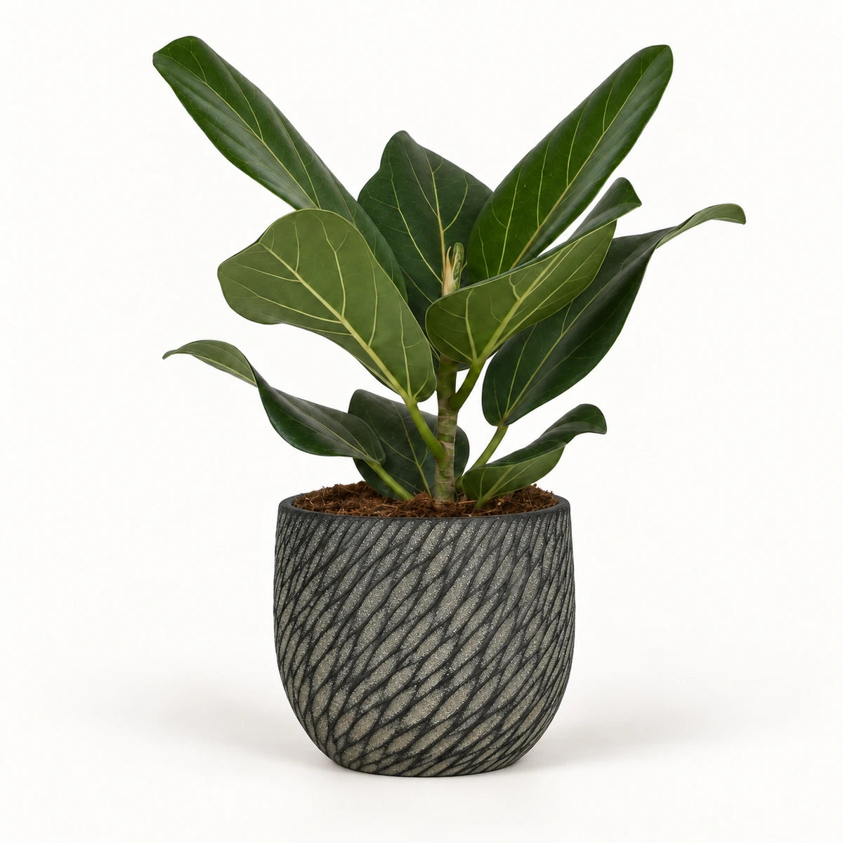 Ficus 'Audrey' 12cm + Elio anthracite 12.5cm (1163962)