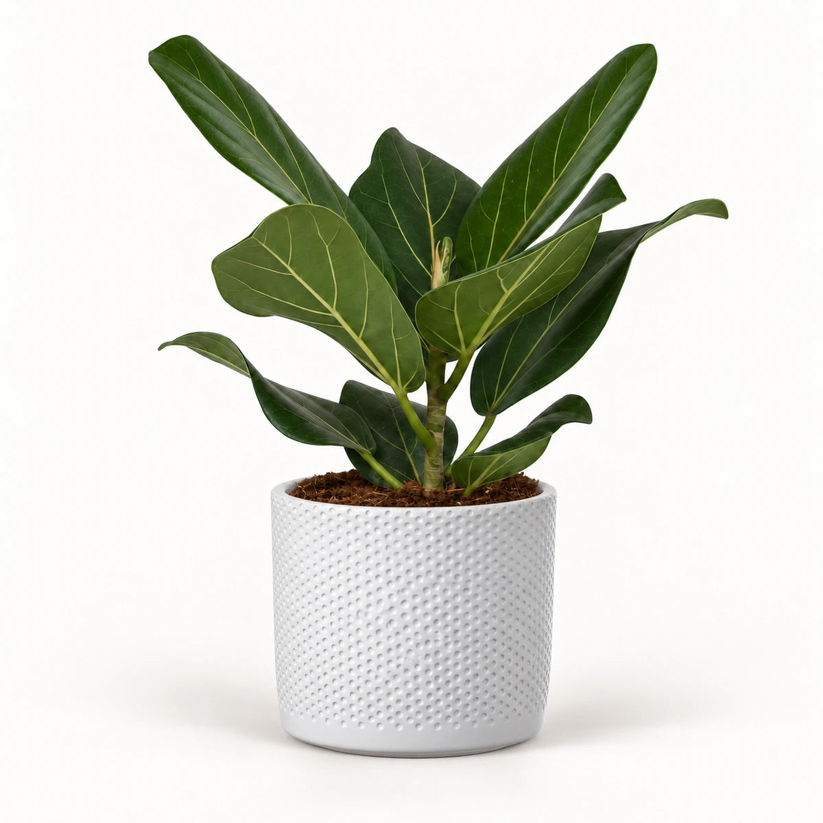 Ficus 'Audrey' 12cm + Era white relief 14cm (1051623)