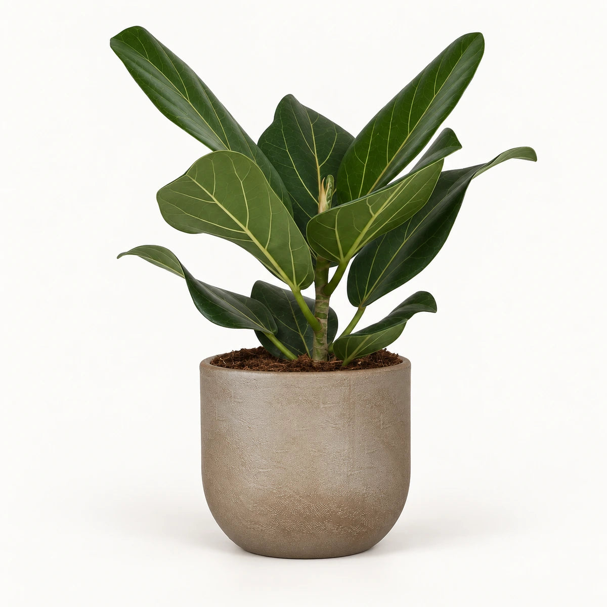 Ficus 'Audrey' 12cm + Nora taupe 14cm (1074613)
