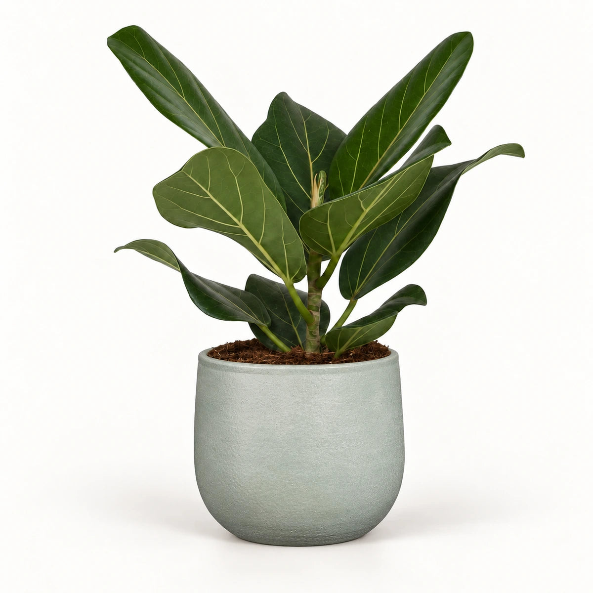 Ficus 'Audrey' 12cm + Sevilla grey 12.5cm (1175801)