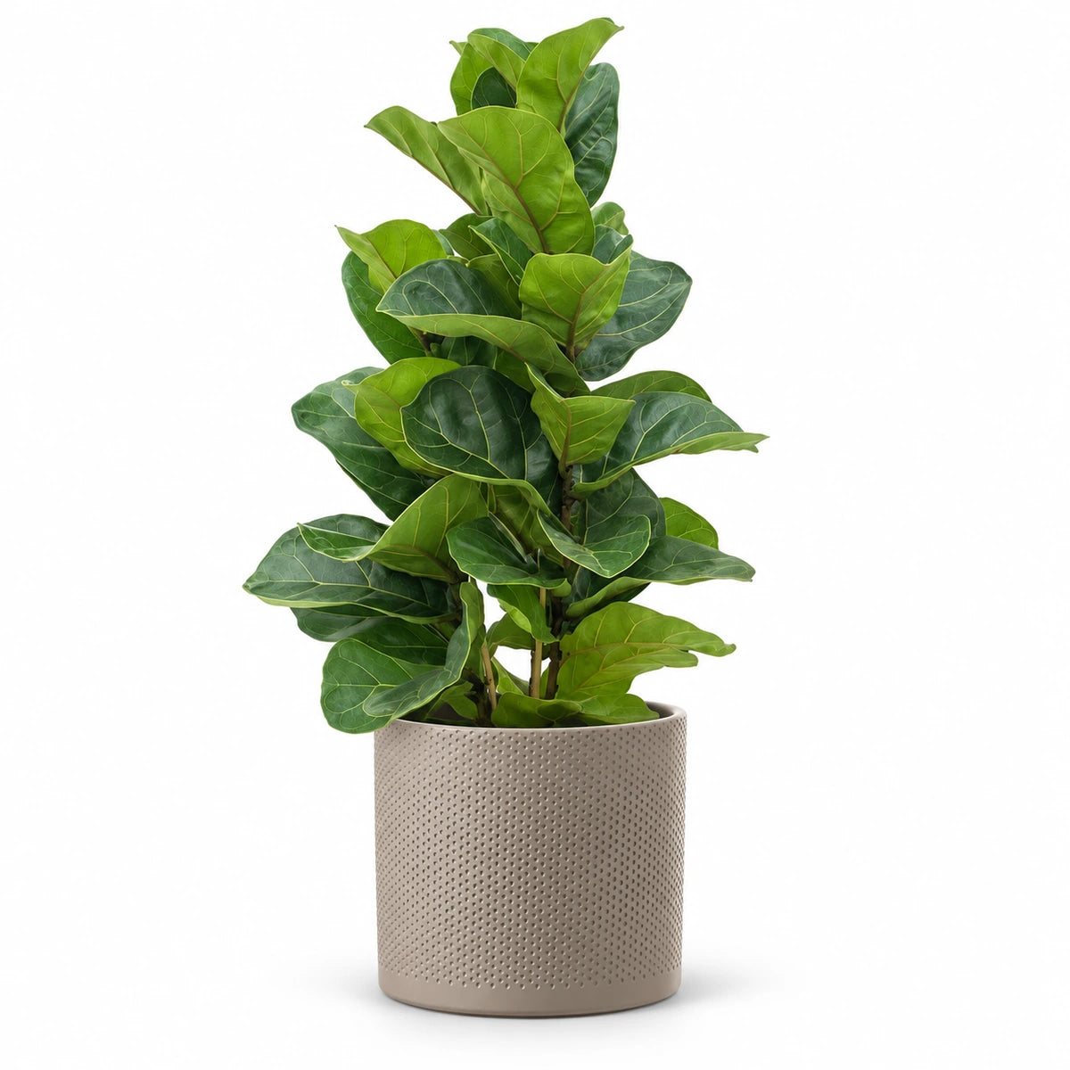 Ficus lyrata 'Bambino' 17cm + Era taupe relief 17.5cm (1051630)
