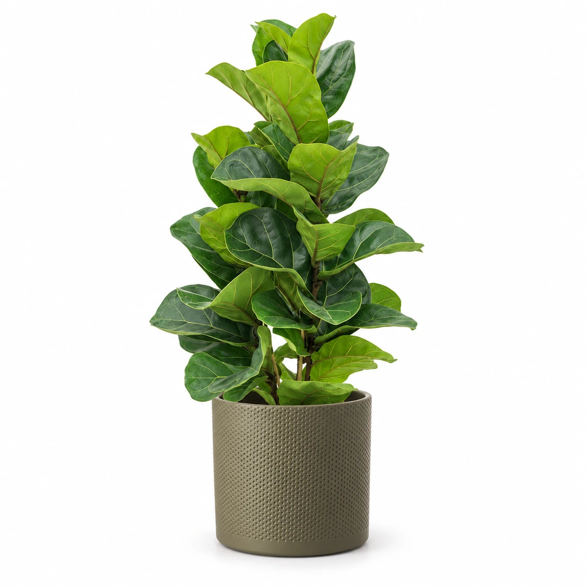 Ficus lyrata 'Bambino' 17cm + Era green relief 17.5cm (1051635)