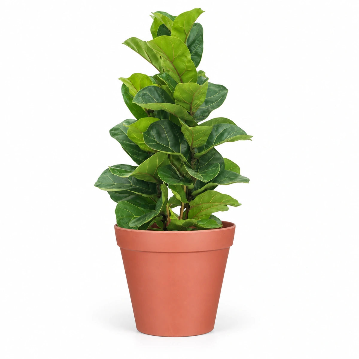Ficus lyrata 'Bambino' 17cm + Orion dark pink 19cm